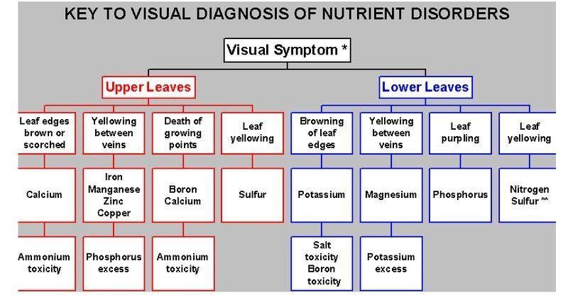 Leave symptoms