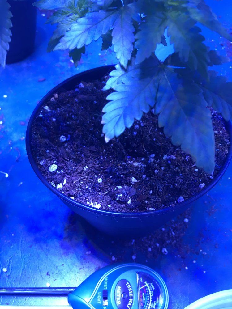 Leaves are browning 3
