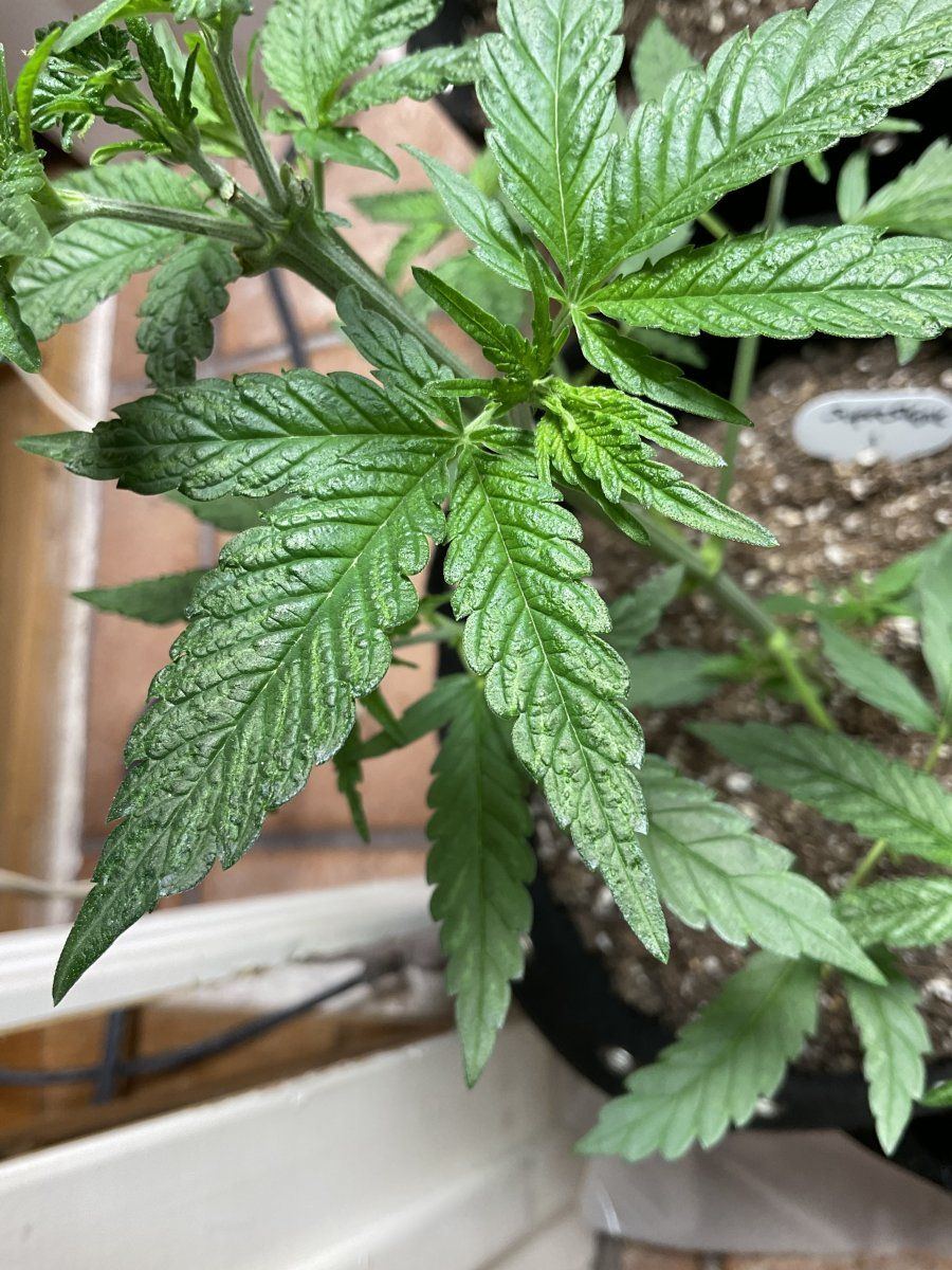 Leaves are shinny with acne please help 6