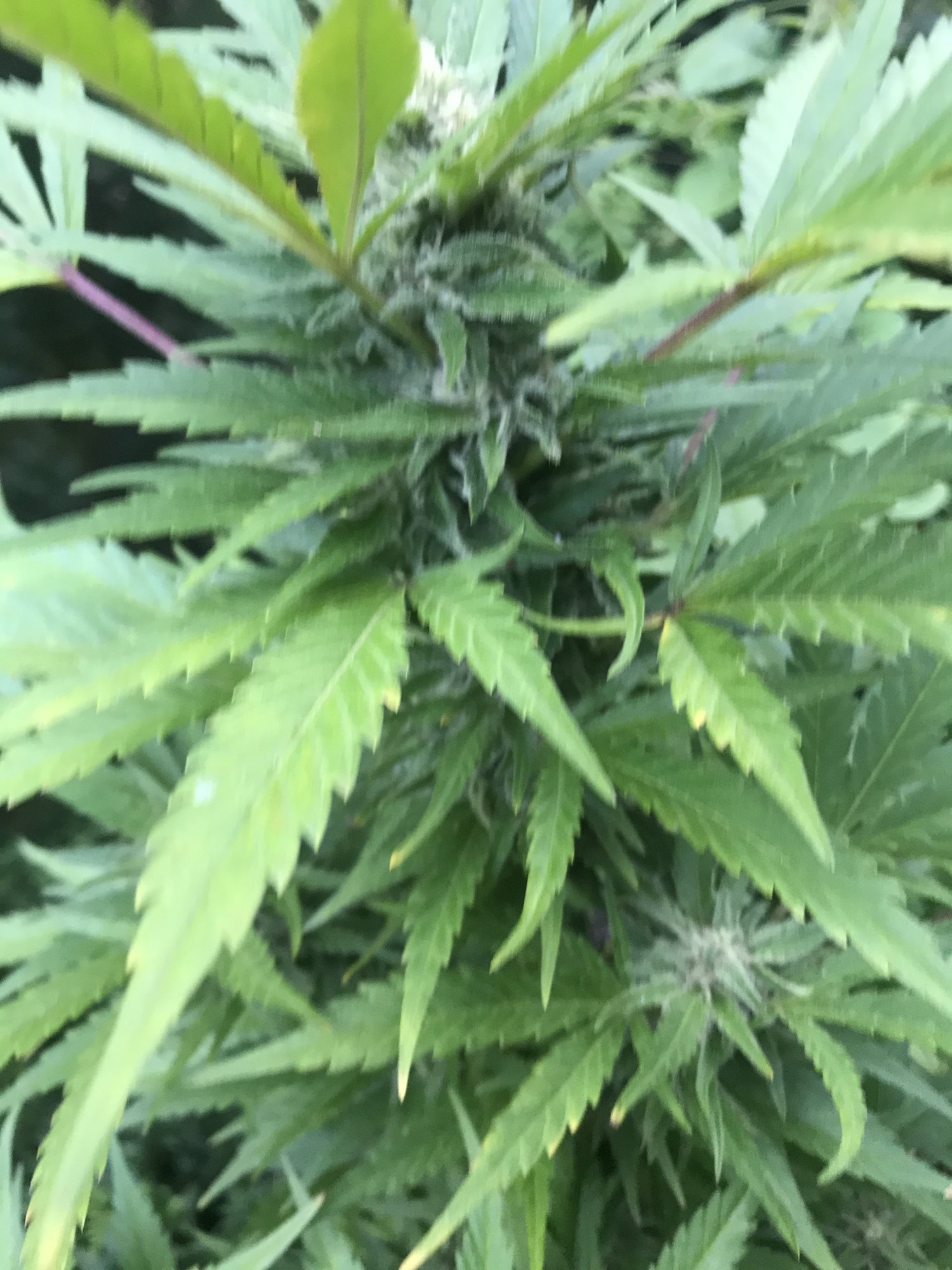 Leaves are yellowing close to harvest 3