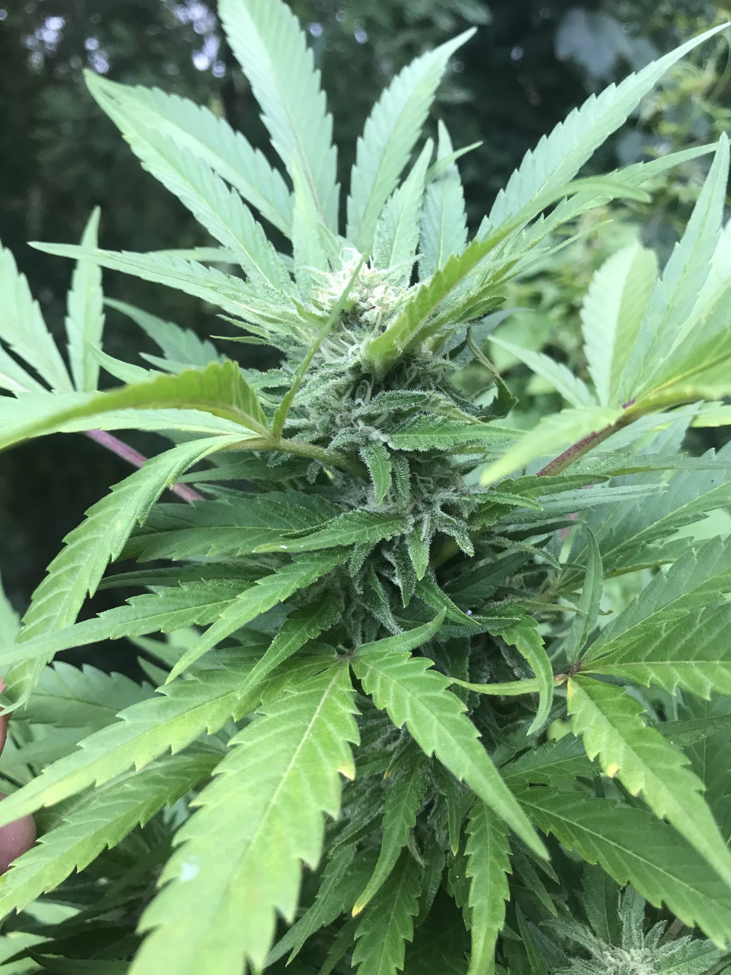 Leaves are yellowing close to harvest 4
