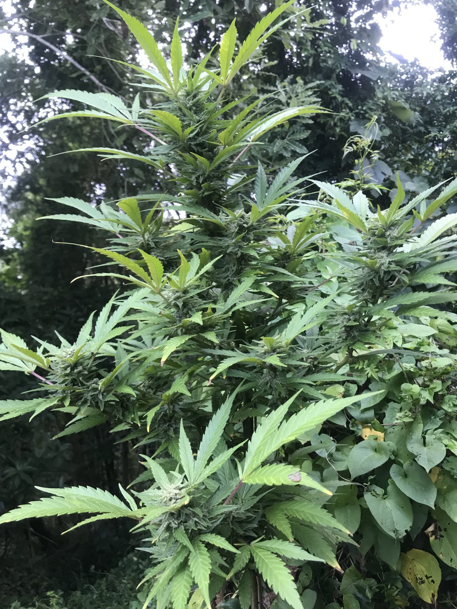 Leaves are yellowing close to harvest 5