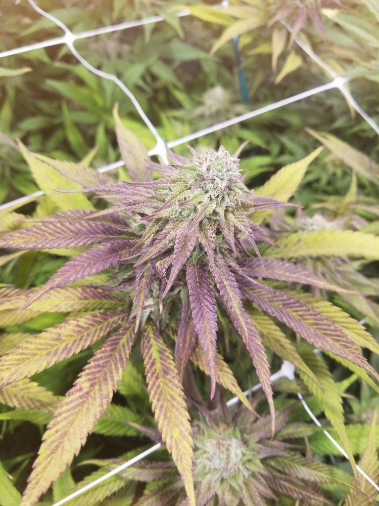 Leaves changing colors mid flowering 2