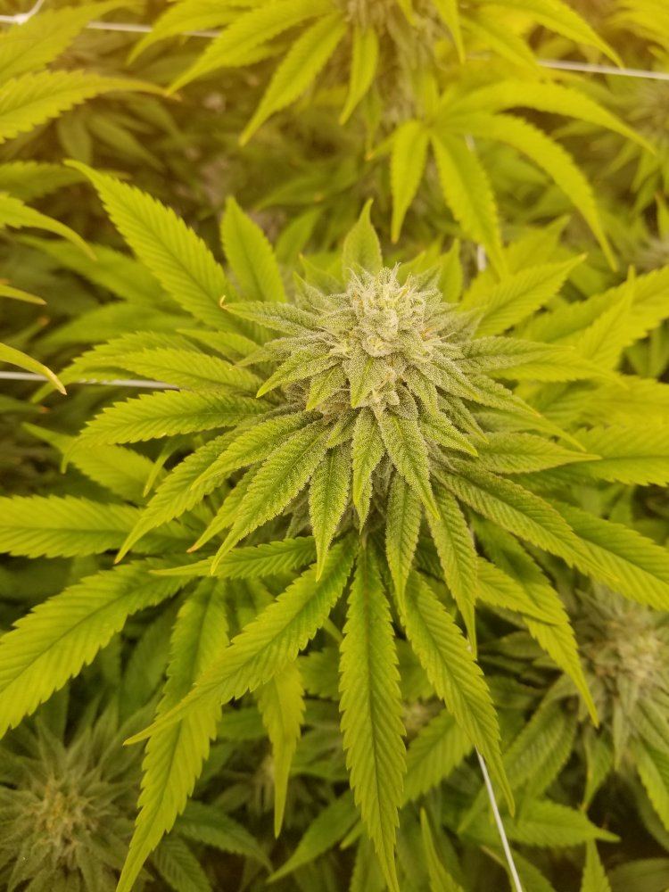 Leaves changing colors mid flowering 3