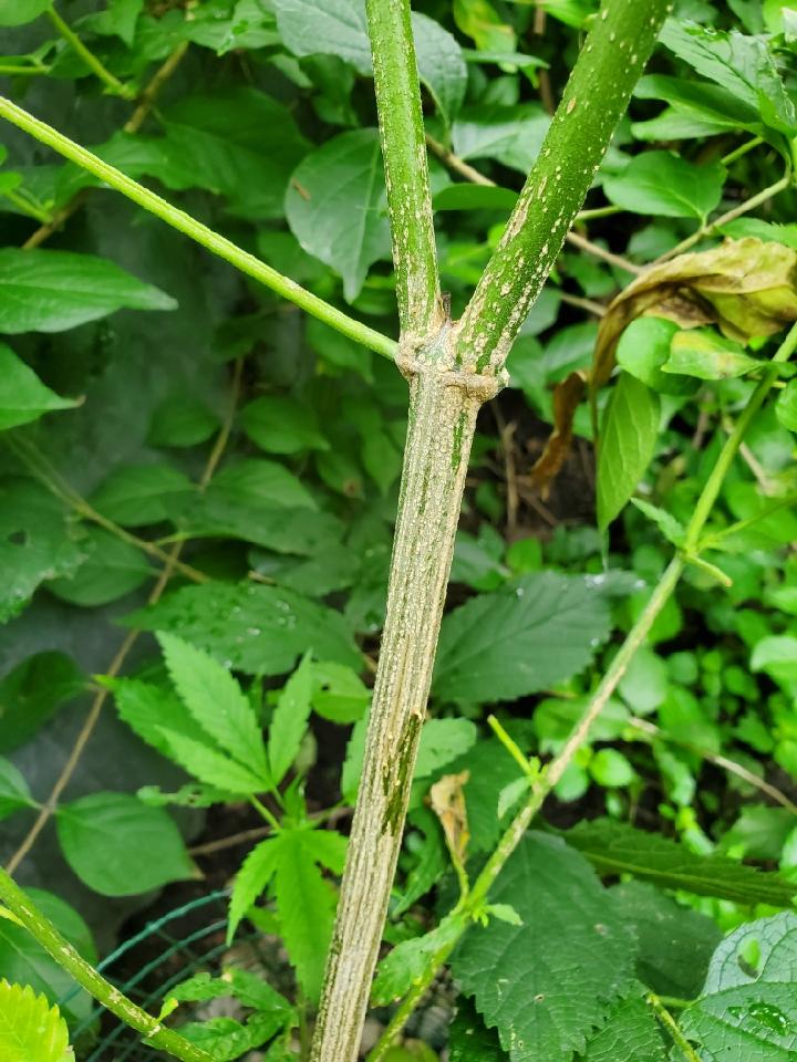 Leaves curled under with midrib damage  coating on plants main stem 2