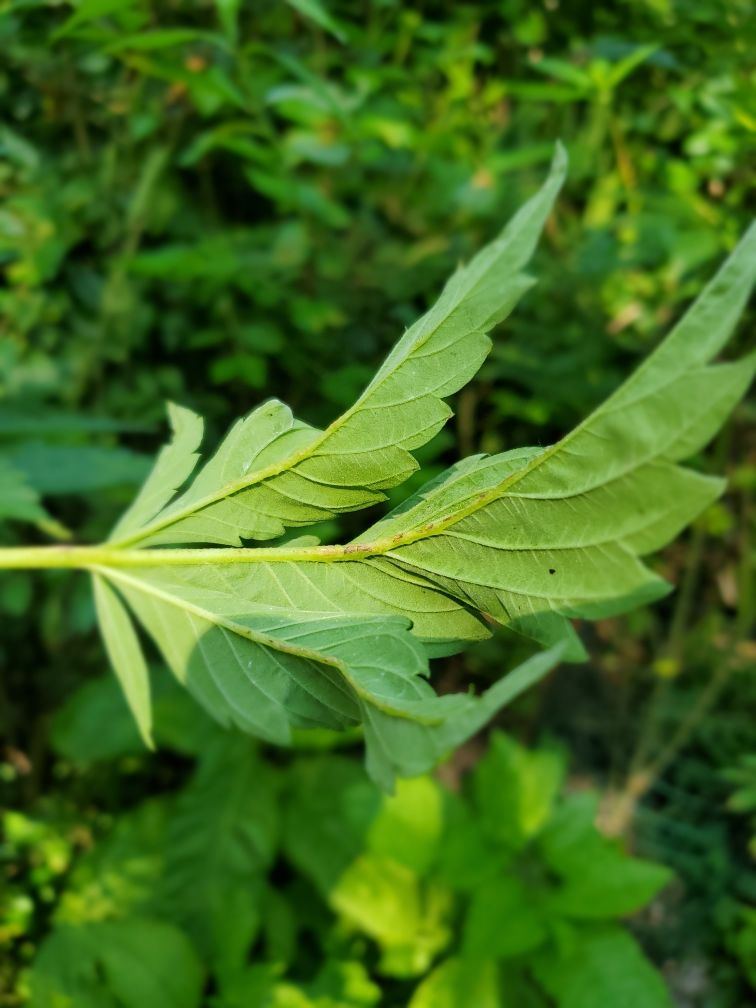 Leaves curled under with midrib damage  coating on plants main stem