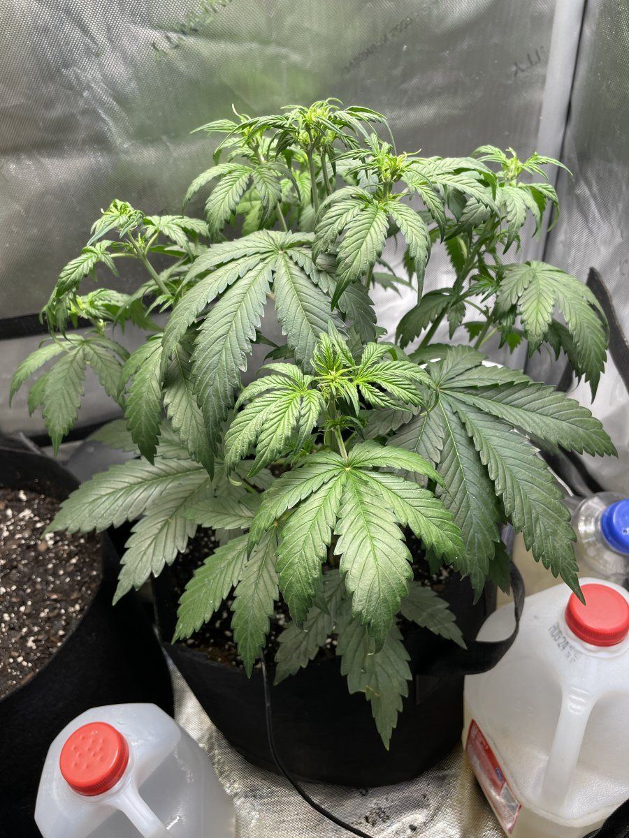 Leaves curling on top a little