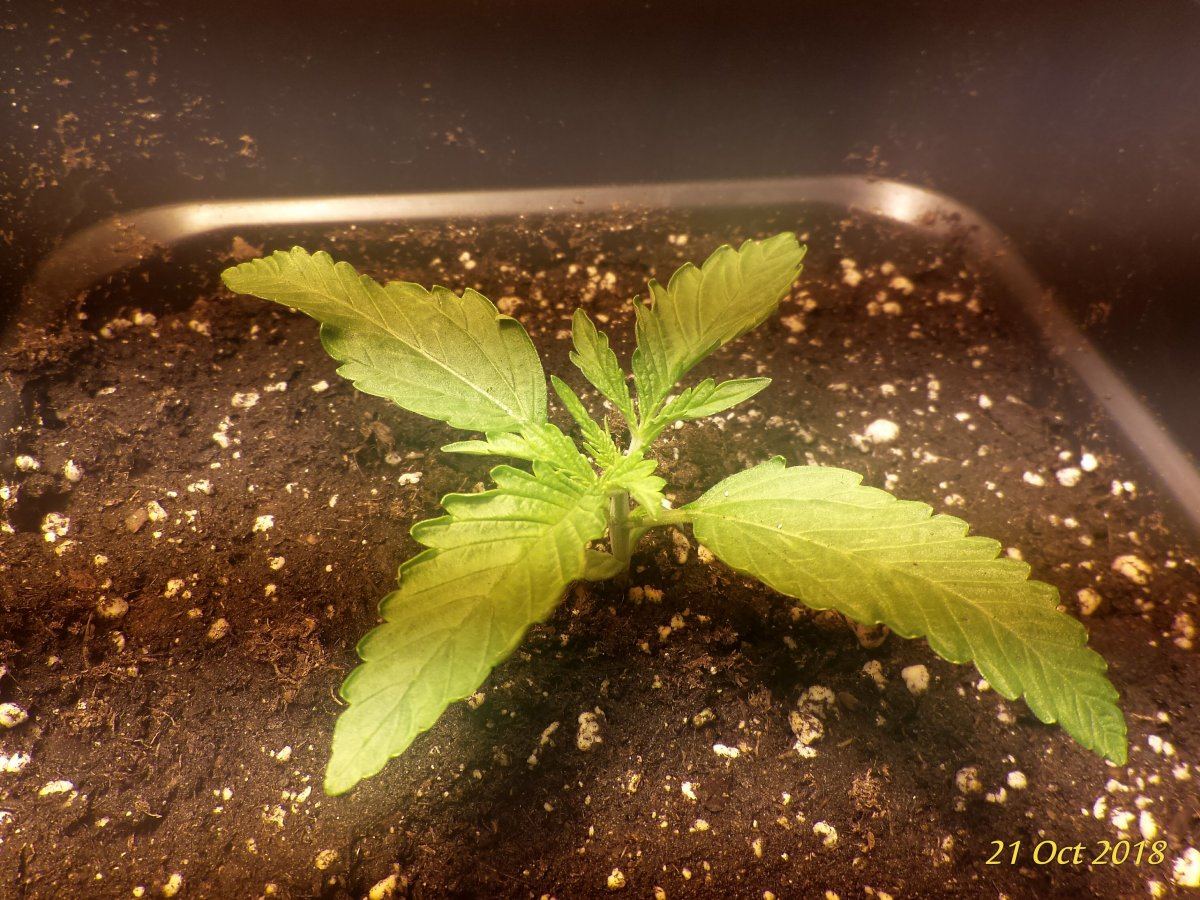 Leaves curling upside and twistingyoung seedling sos 2
