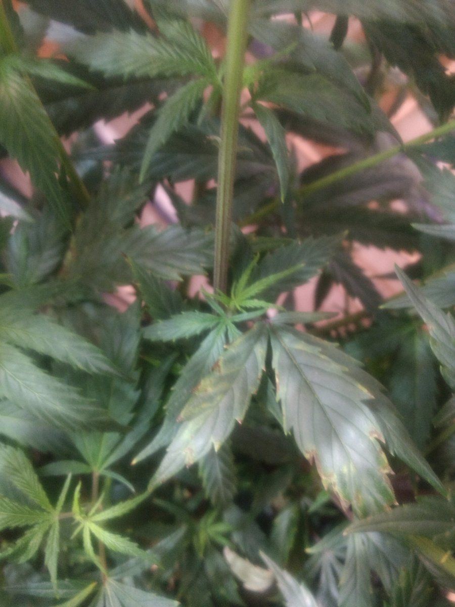 Leaves discolored not sure what to do 2