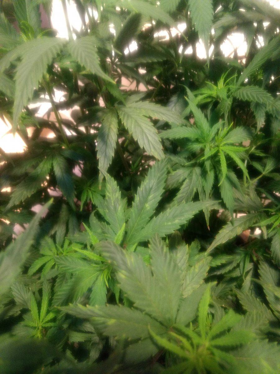 Leaves discolored not sure what to do 3