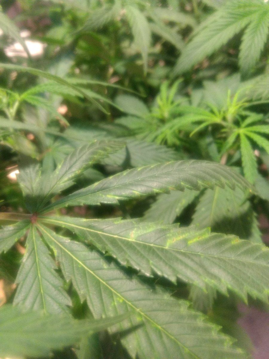 Leaves discolored not sure what to do 4