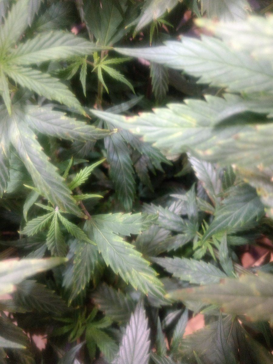 Leaves discolored not sure what to do