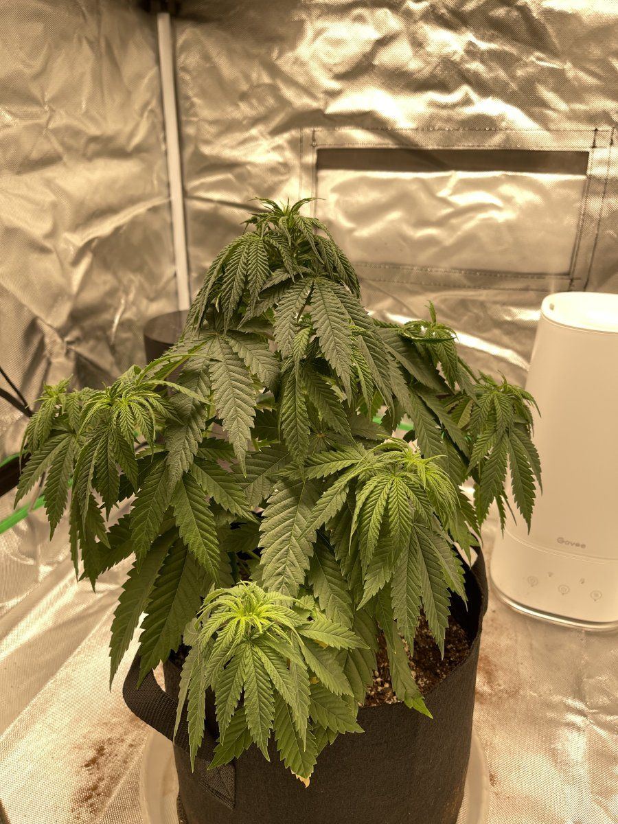Leaves drooping even after watering with nutes 2
