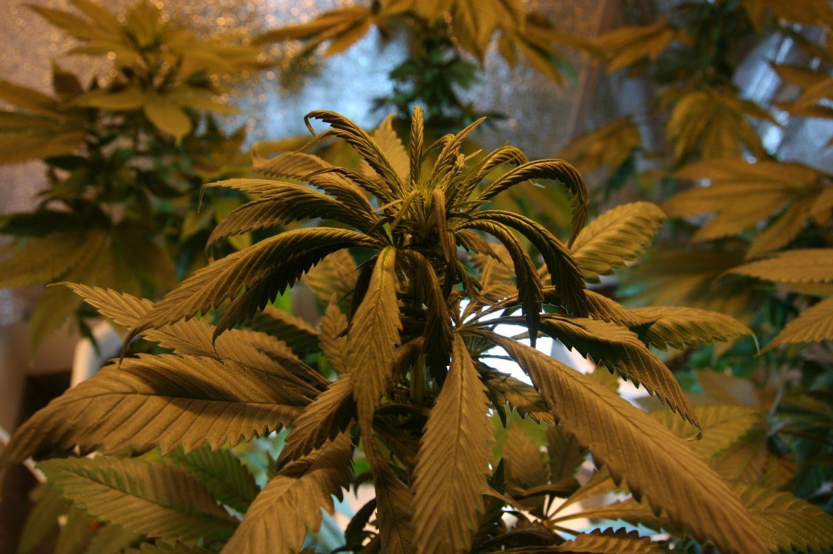 Leaves droopingwhats the trouble