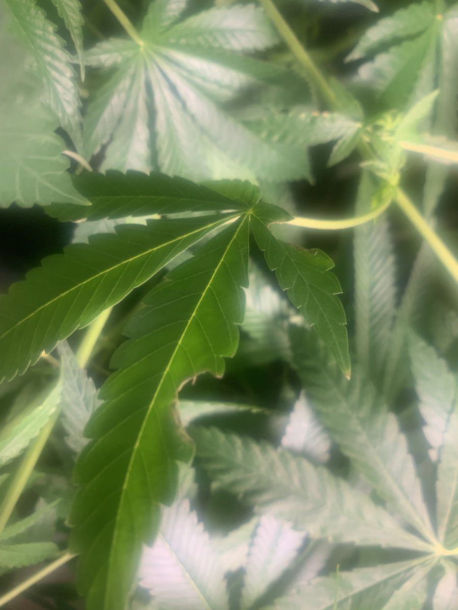 Leaves dying unhealthy yellowblack new growth in veg 3