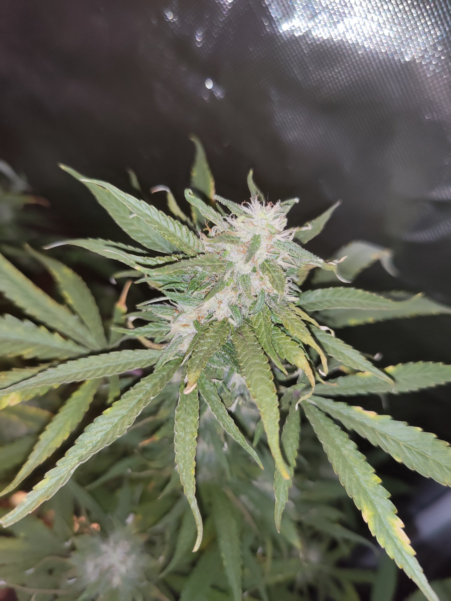 Leaves going brown and curling during flower 2
