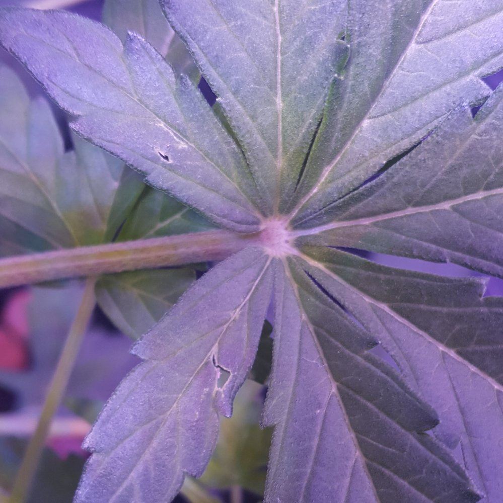 Leaves have small holes pics included