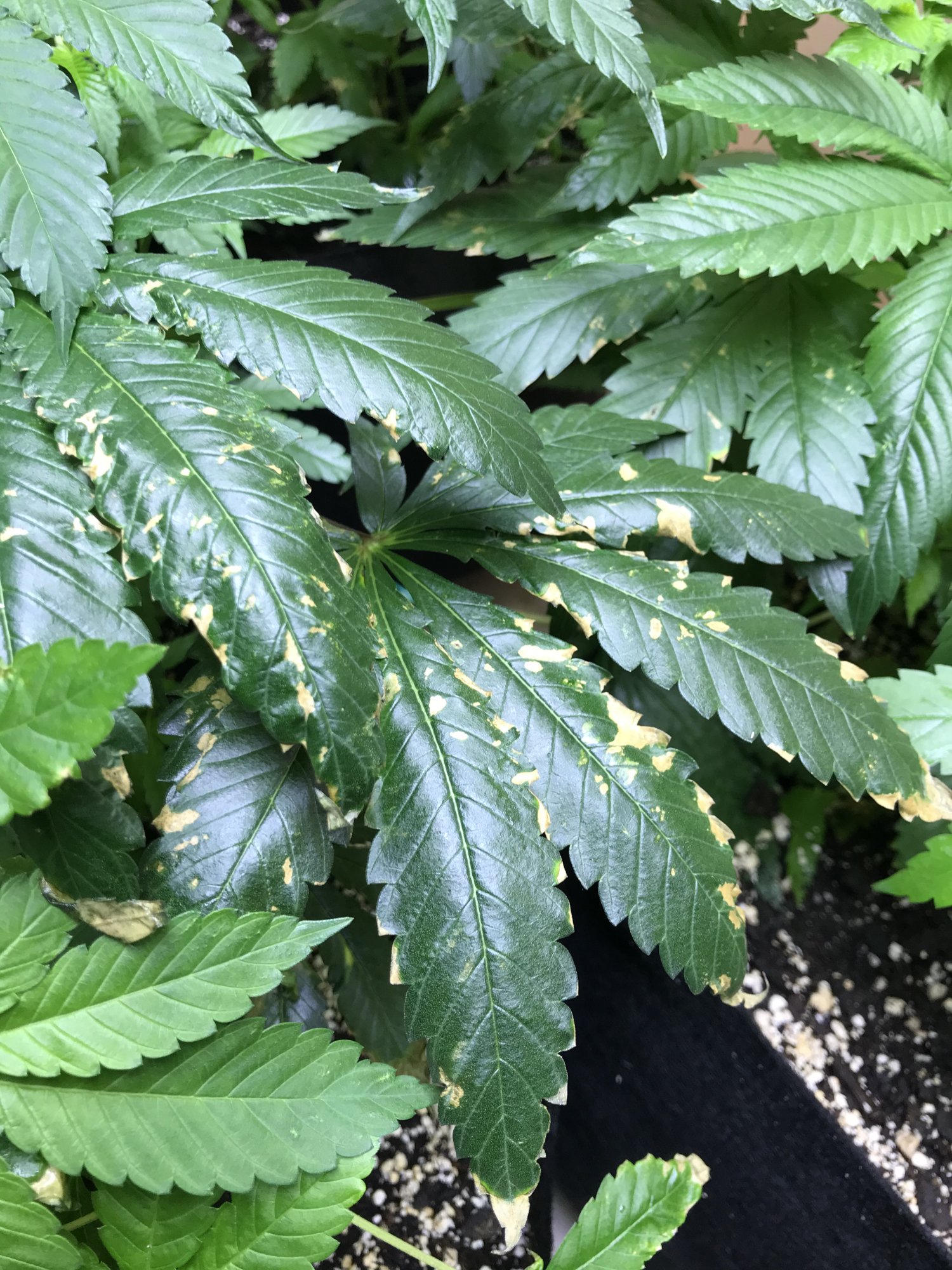 Leaves have sports need help