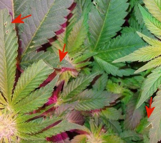 Leaves