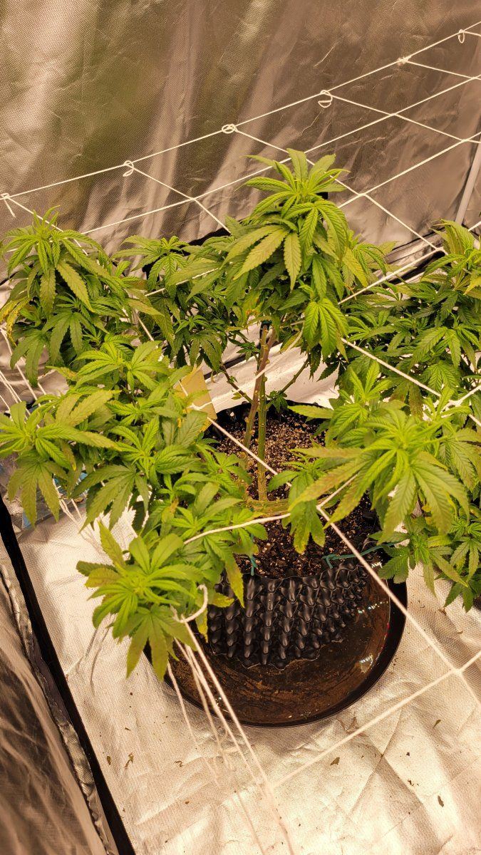 Leaves keep rusting need help