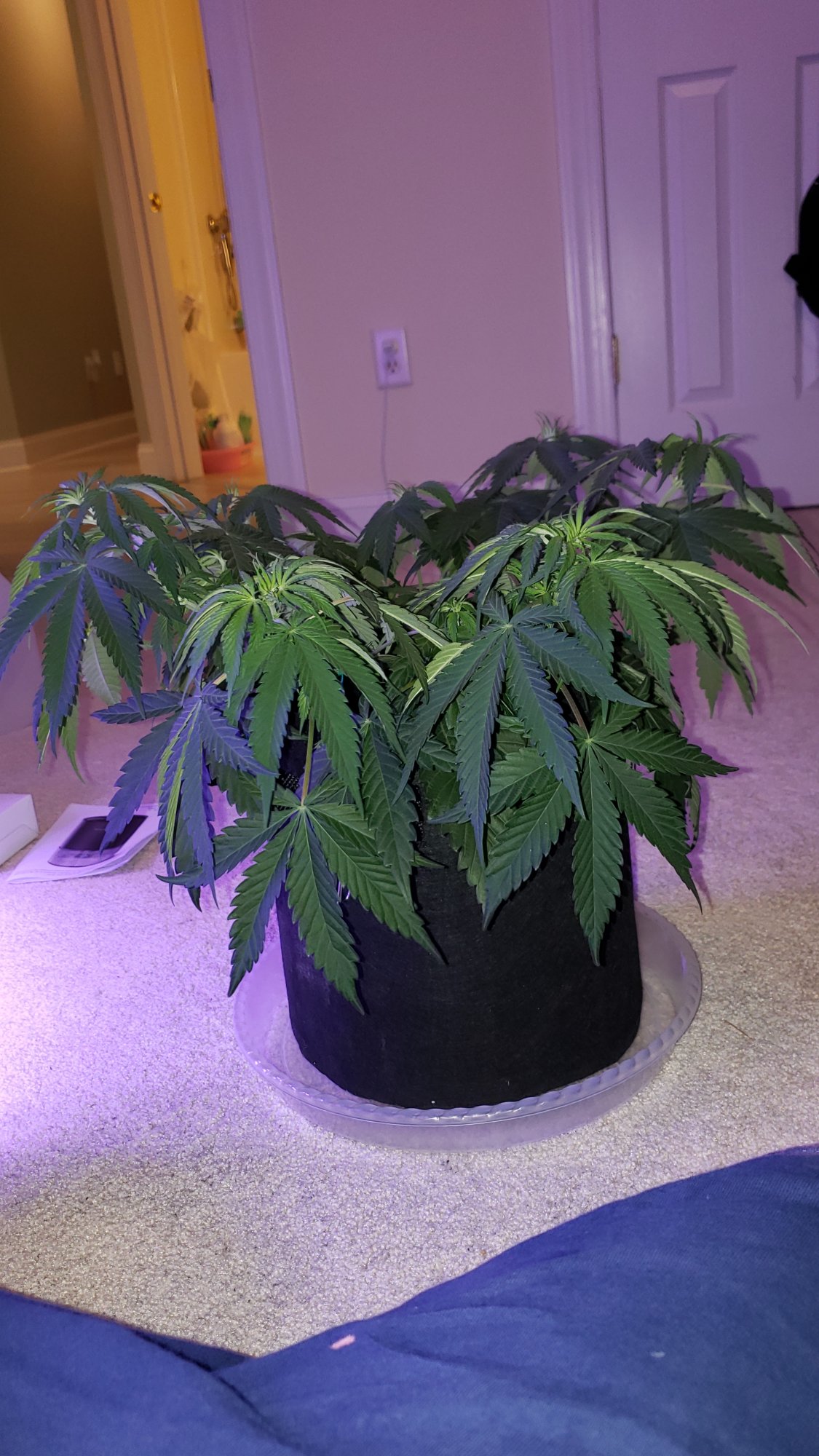Leaves seem droopy but i dont think i overwatered 3