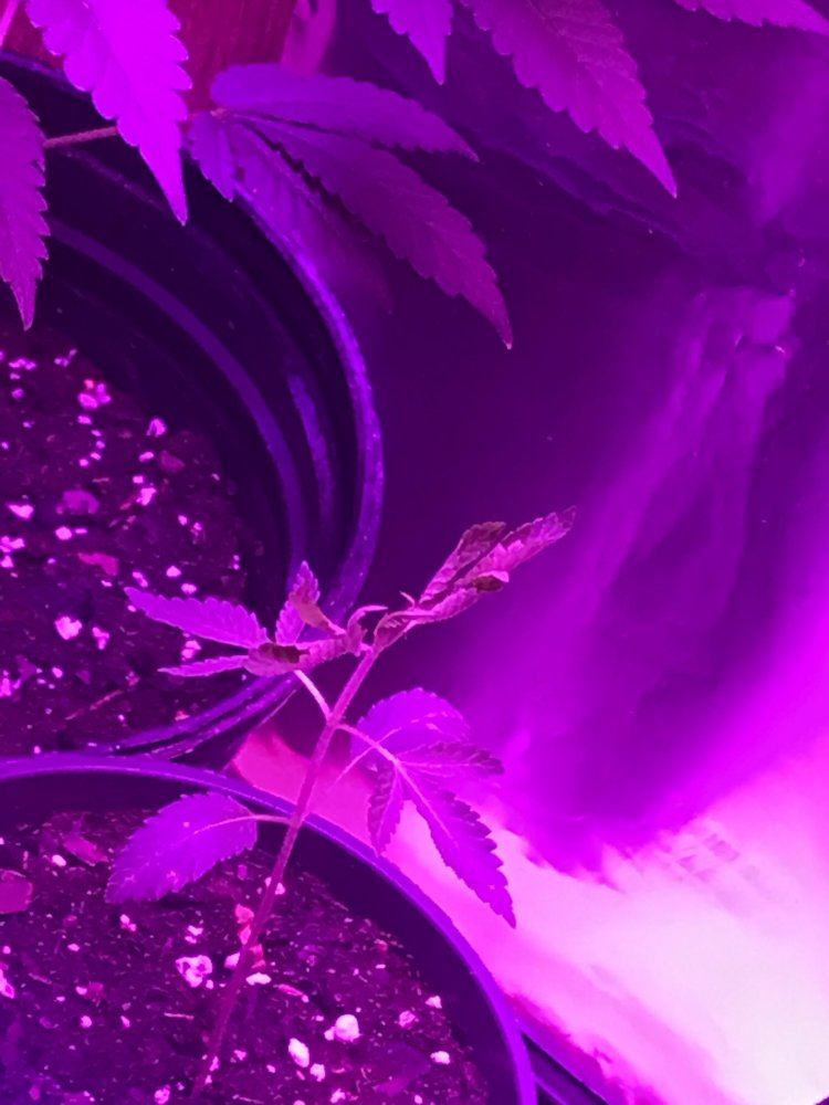 Leaves starting to curl upward w pictures pls help 2