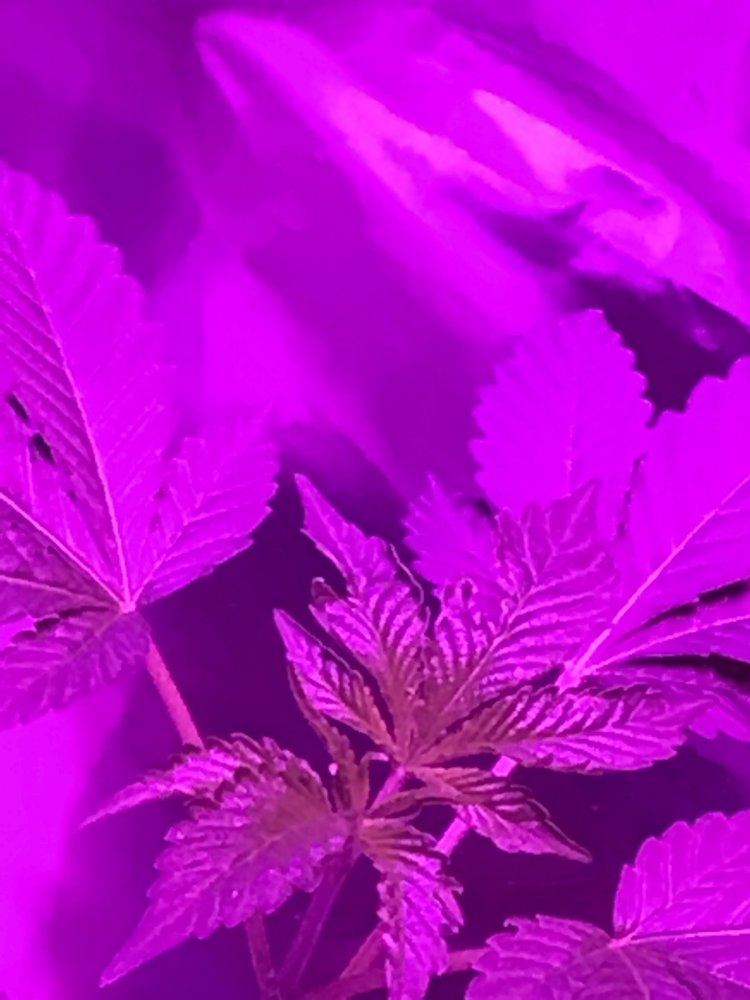 Leaves starting to curl upward w pictures pls help 3