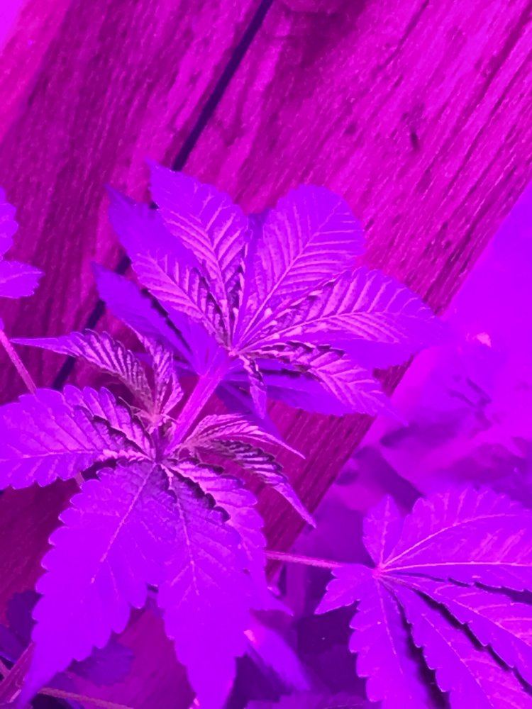 Leaves starting to curl upward w pictures pls help