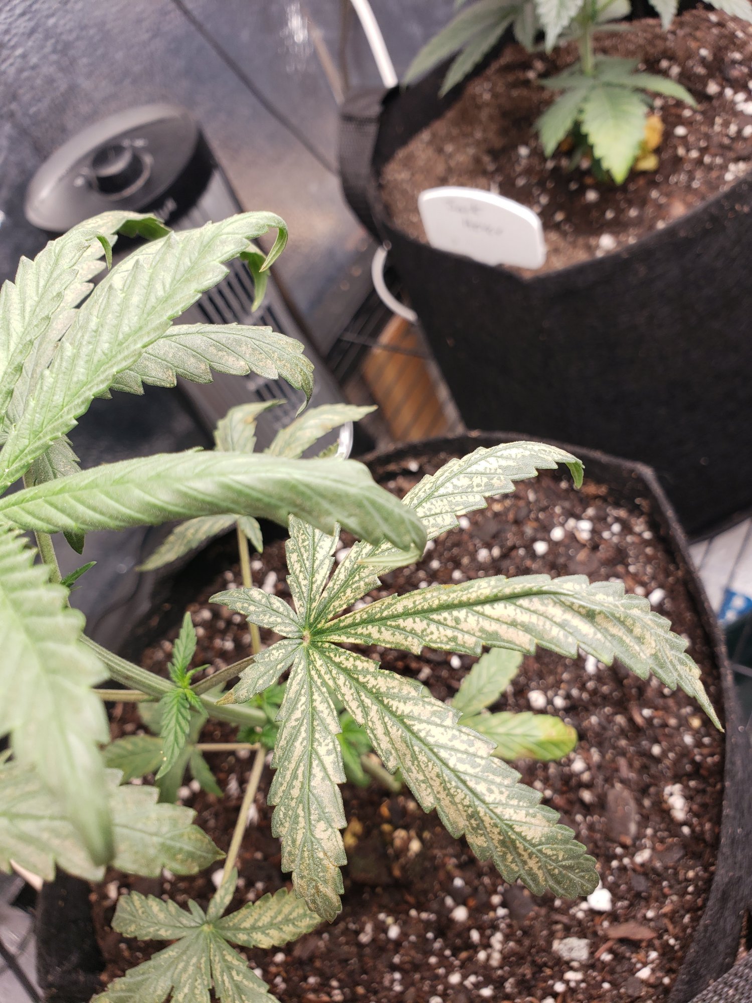 Leaves suddenly changed not sure if bugs nutrients or ph