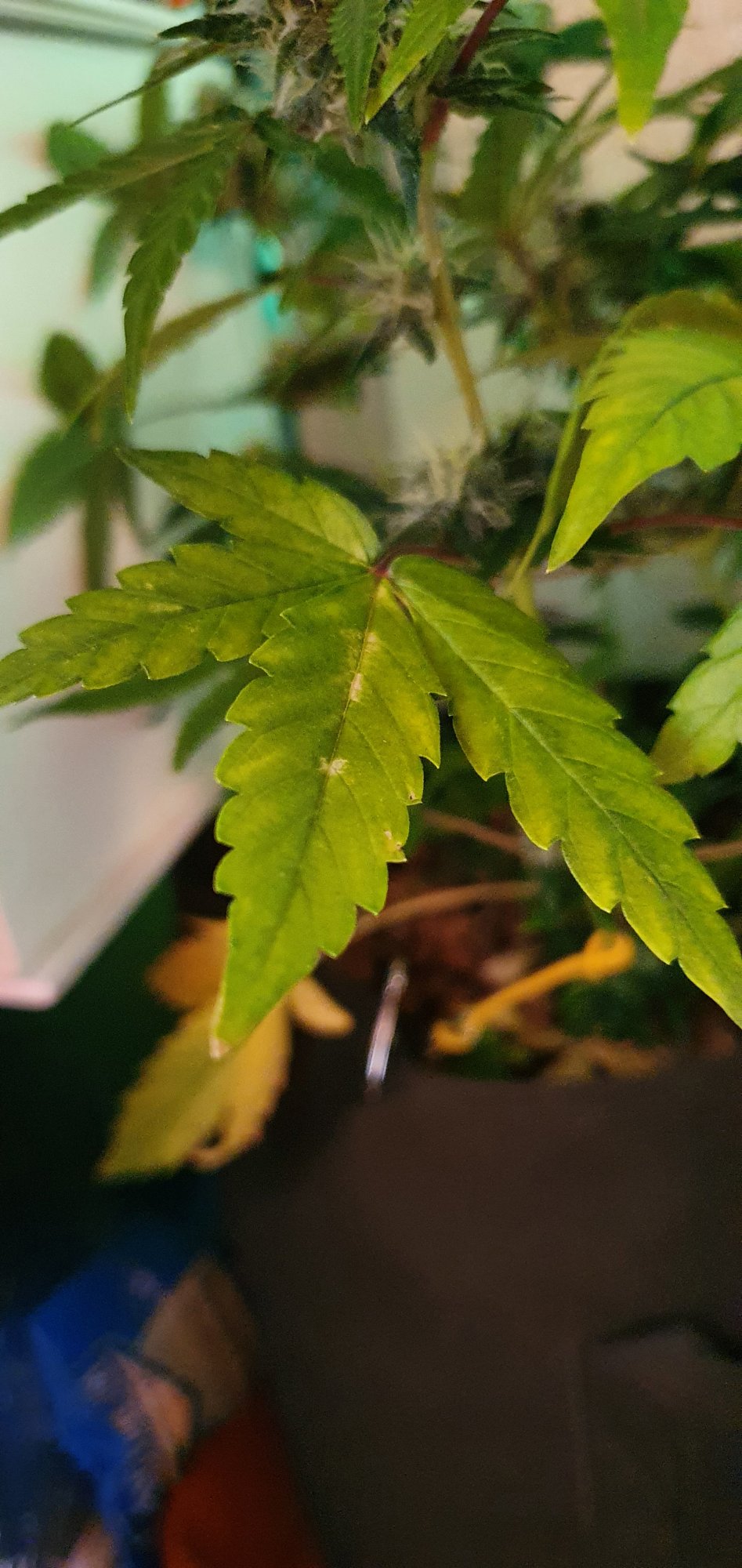 Leaves suddenly turned yellow and spots along the central vein appeared can anyone help 2