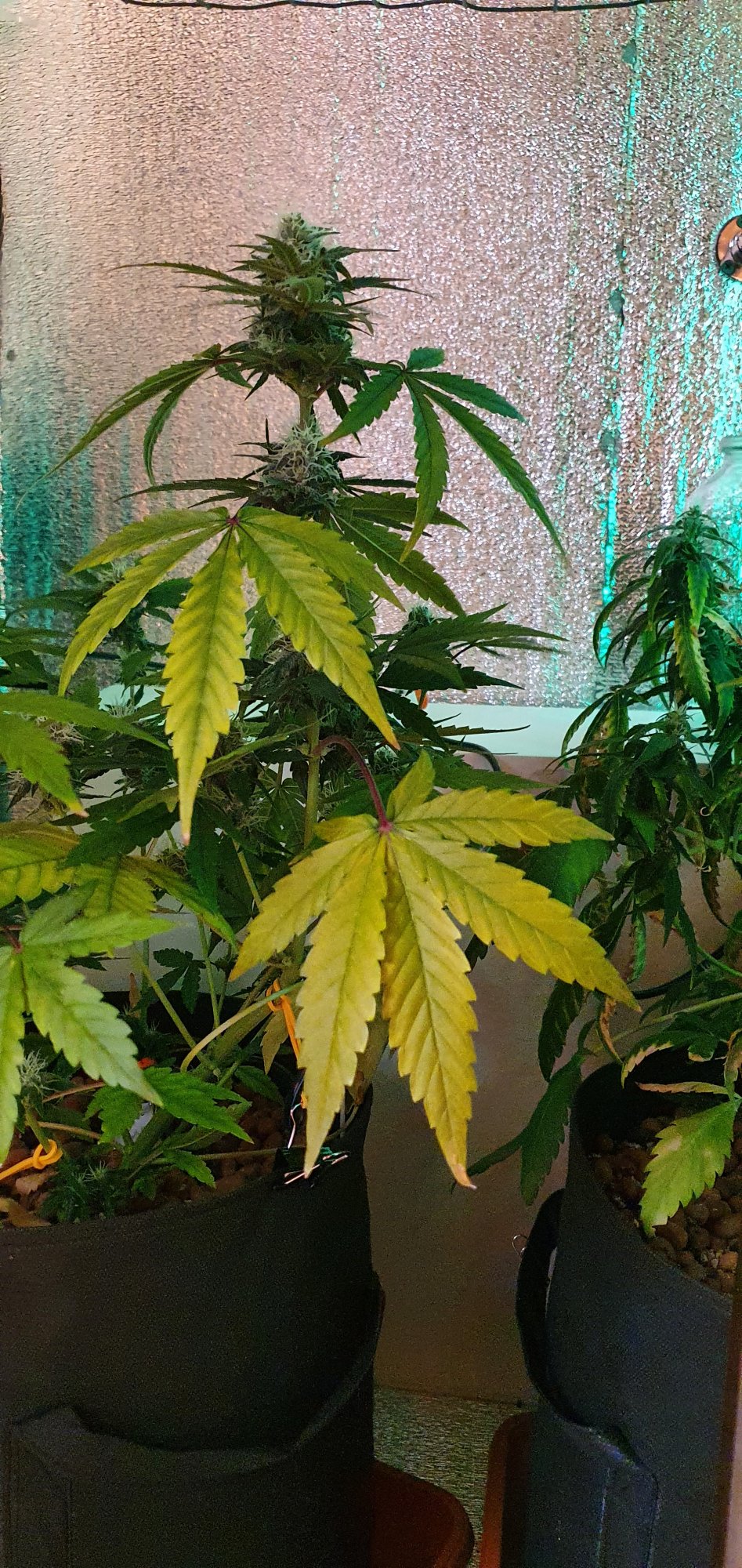 Leaves suddenly turned yellow and spots along the central vein appeared can anyone help