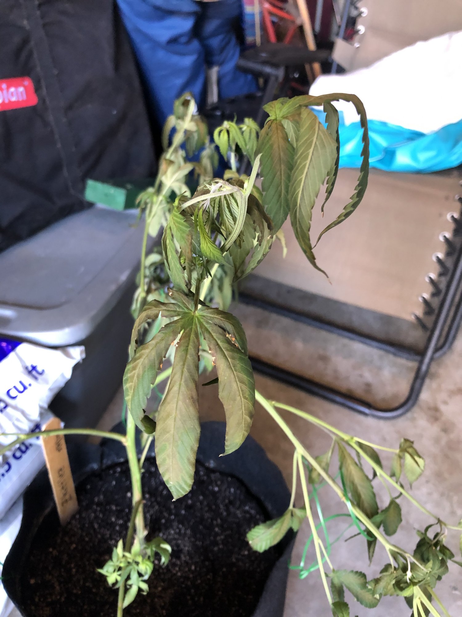 Leaves turning yellow  brown in the middle severe droop   whats wrong 10