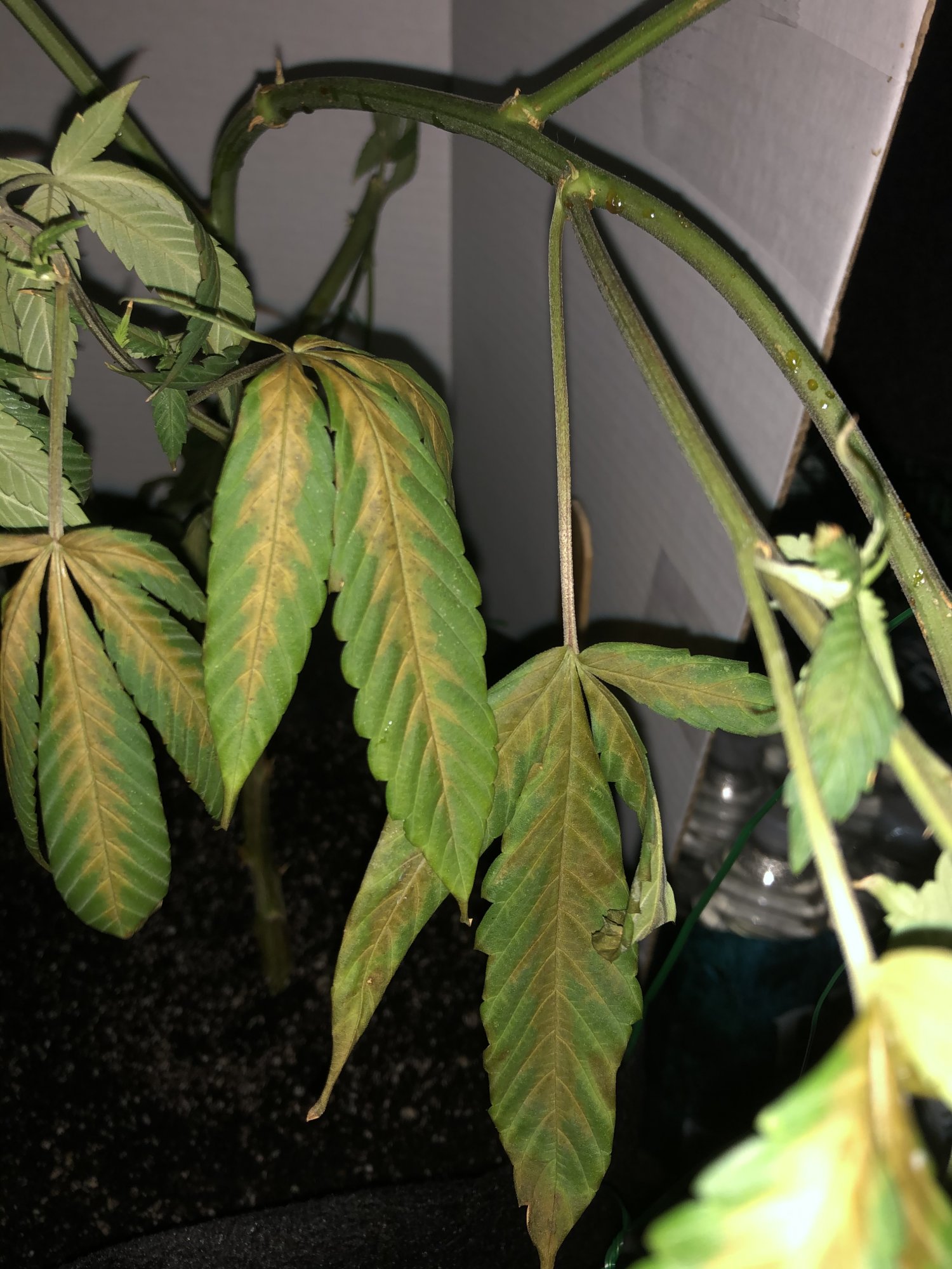Leaves turning yellow  brown in the middle severe droop   whats wrong 3