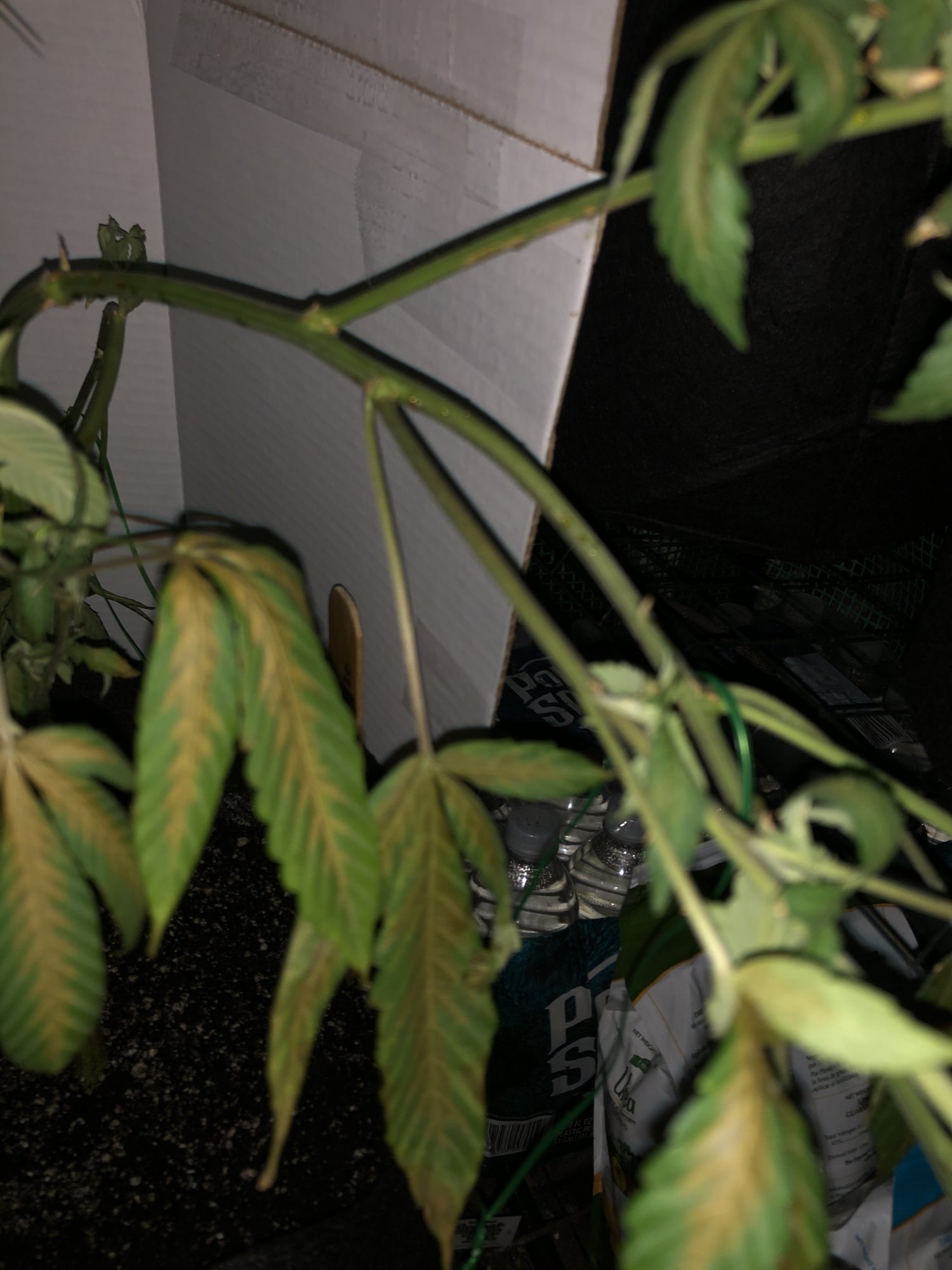 Leaves turning yellow  brown in the middle severe droop   whats wrong