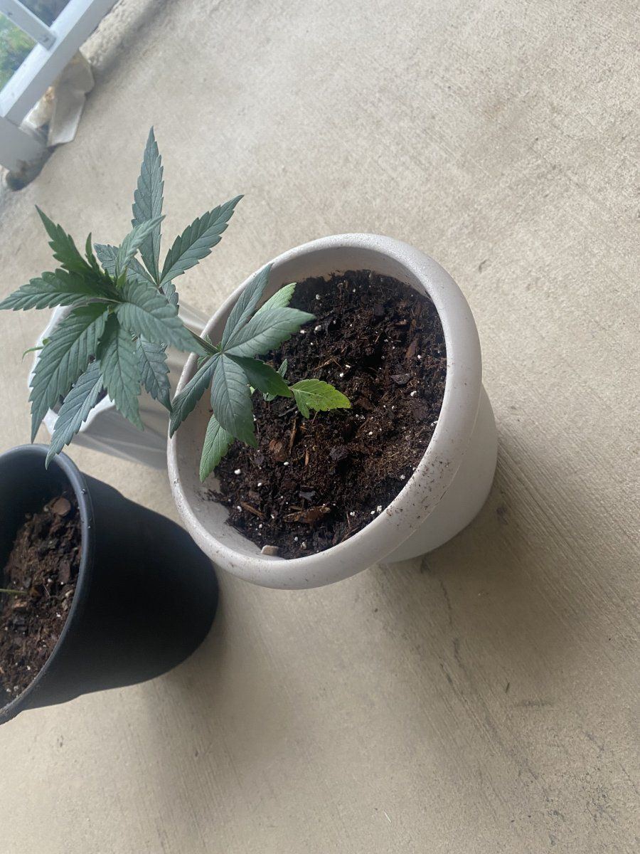 Leaves turning yellow need help 2