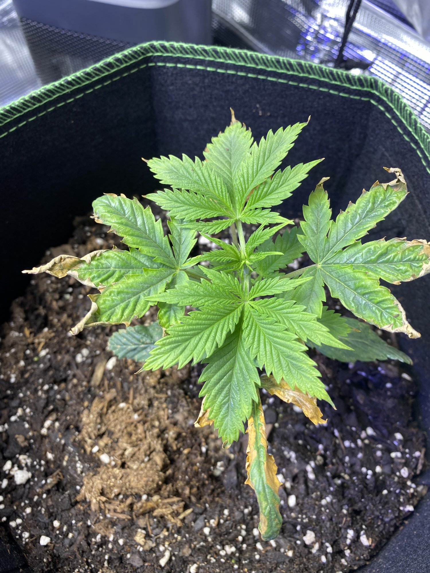 Leaves turning yellowbrown on sides  curling pics included
