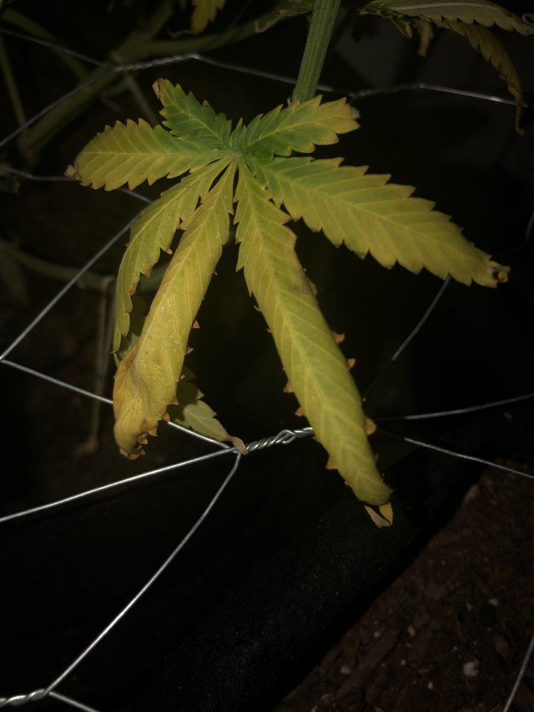 Leaves with yellow veins and burnt tips nitrogen issue 2