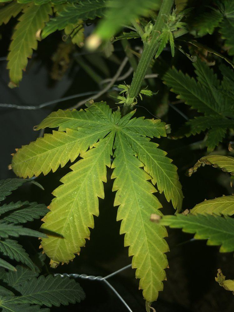 Leaves with yellow veins and burnt tips nitrogen issue 3