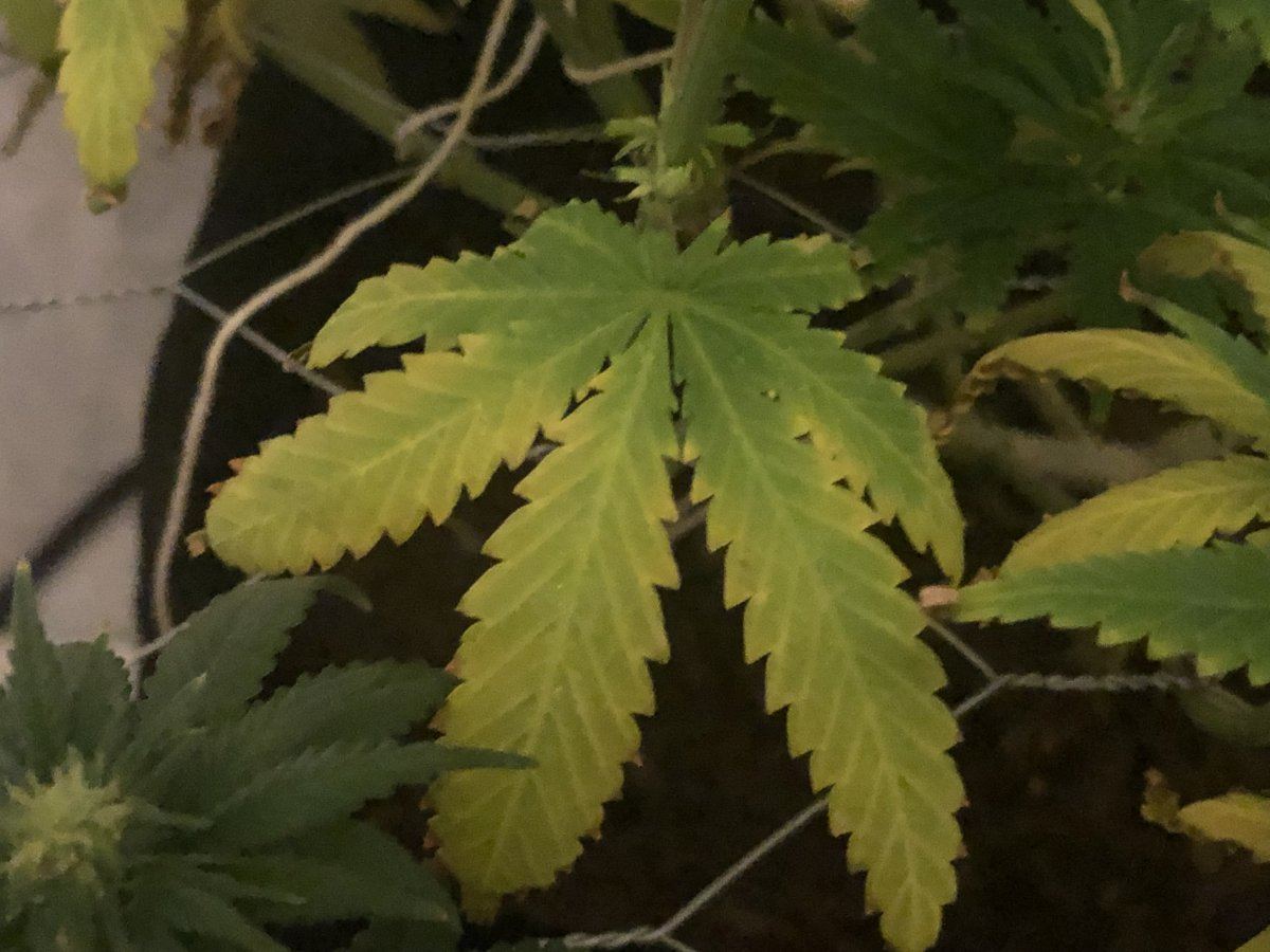Leaves with yellow veins and burnt tips nitrogen issue 4