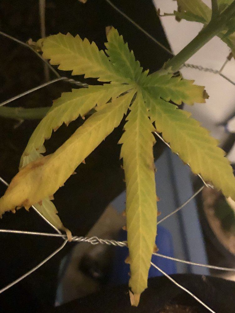 Leaves with yellow veins and burnt tips nitrogen issue 5