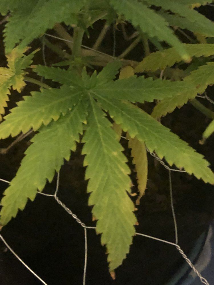 Leaves with yellow veins and burnt tips nitrogen issue 6