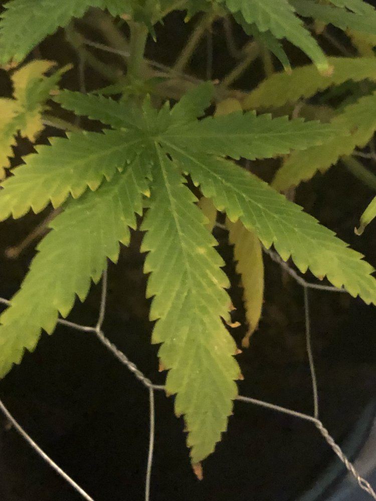Leaves with yellow veins and burnt tips nitrogen issue 7