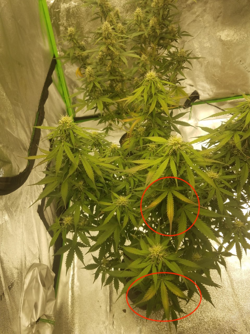 Leaves yellowing and browning on my autos 2