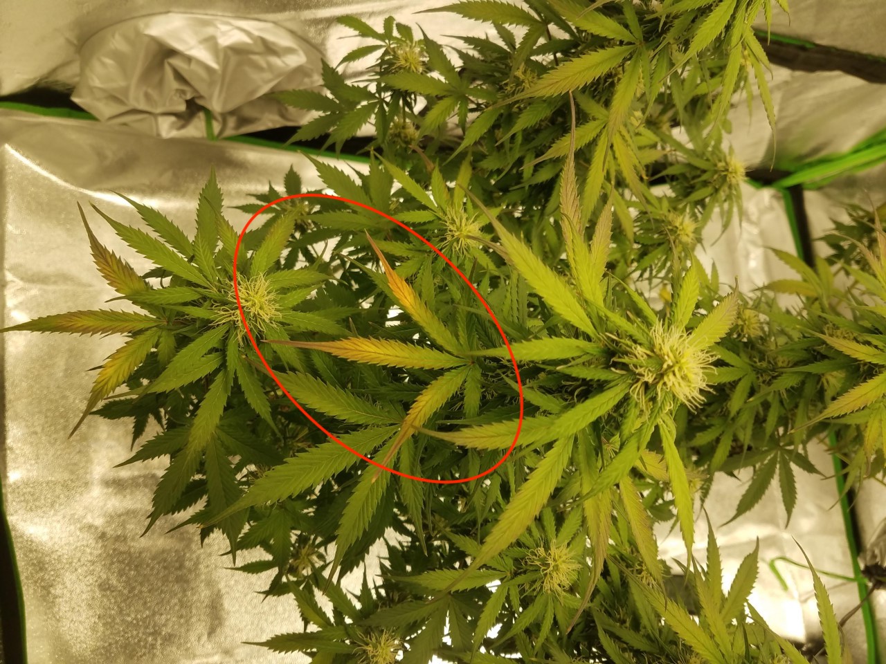 Leaves yellowing and browning on my autos 3