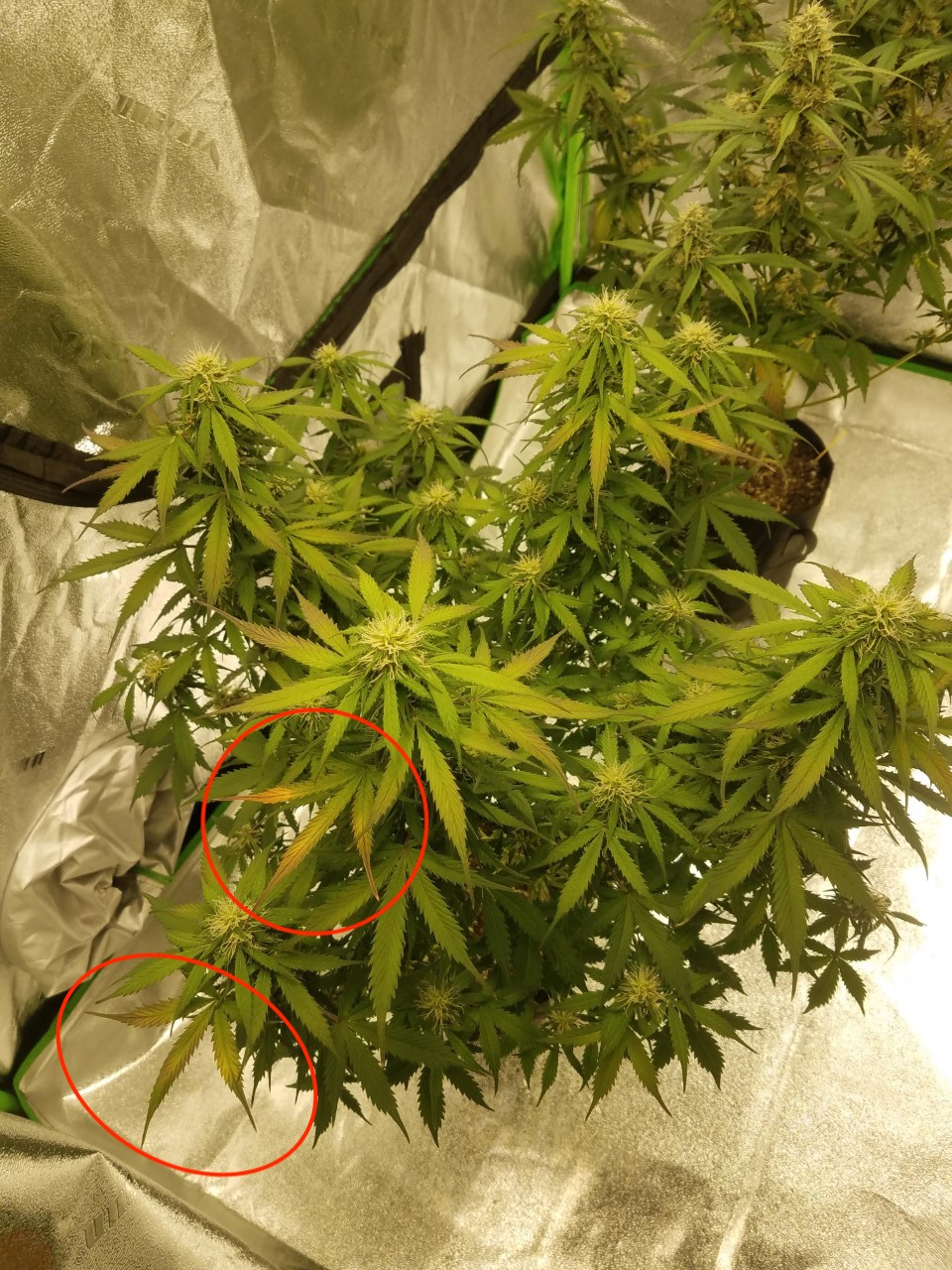 Leaves yellowing and browning on my autos 4