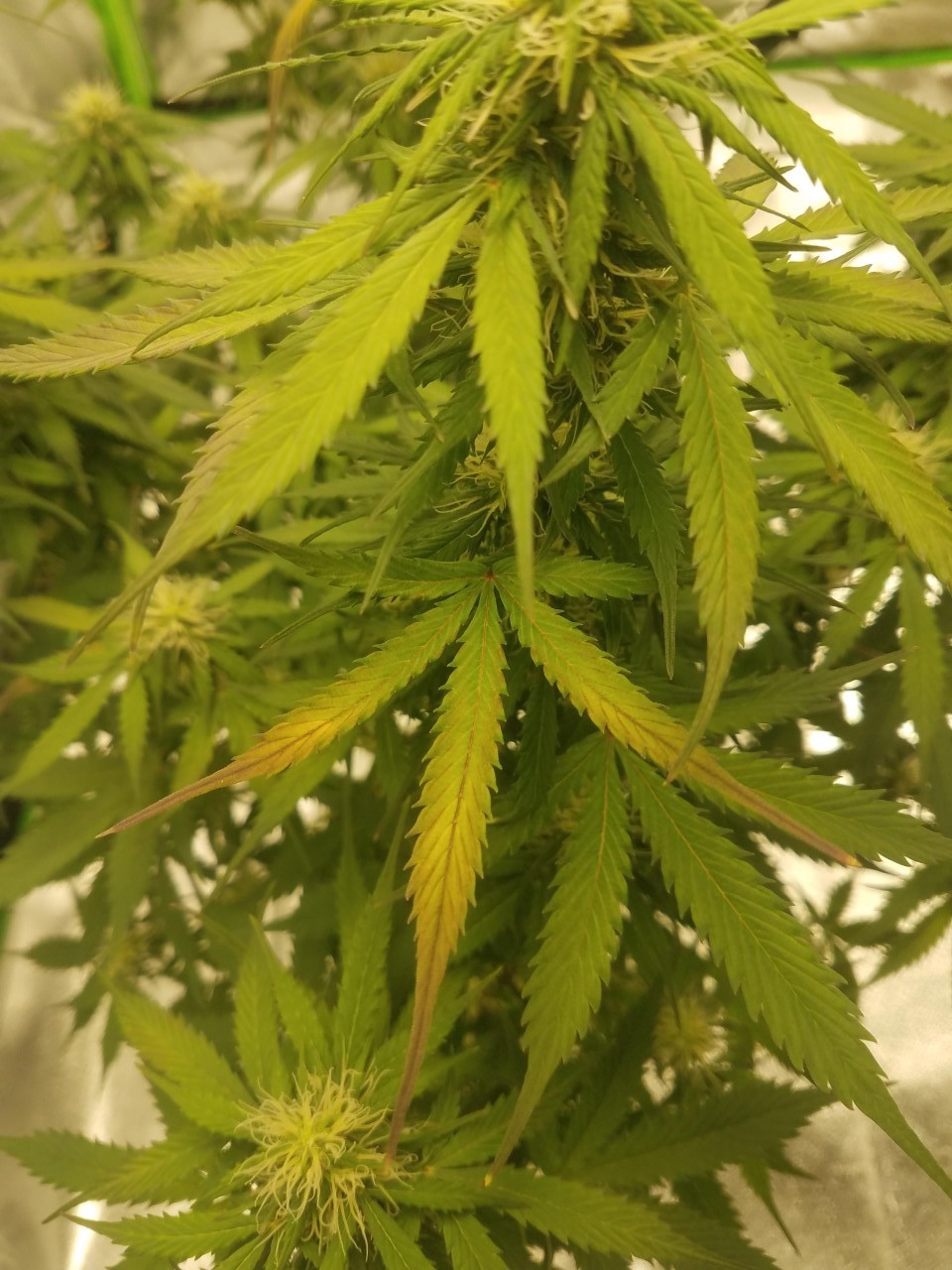 Leaves yellowing and browning on my autos