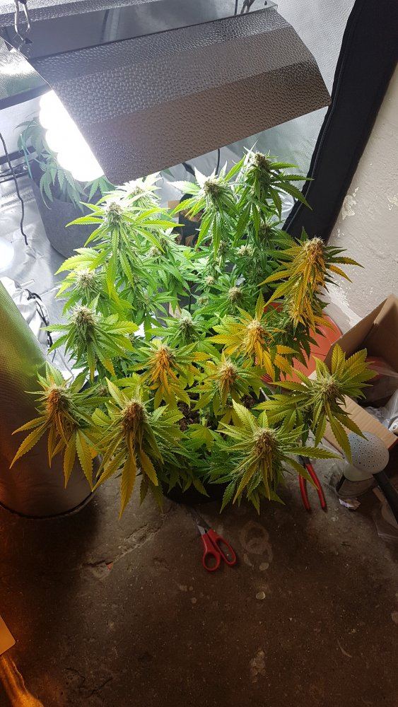 Leaves yellowing at 5 and half weeks i to flower help 4