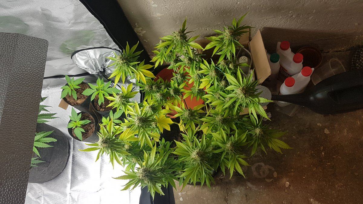 Leaves yellowing at 5 and half weeks i to flower help 5