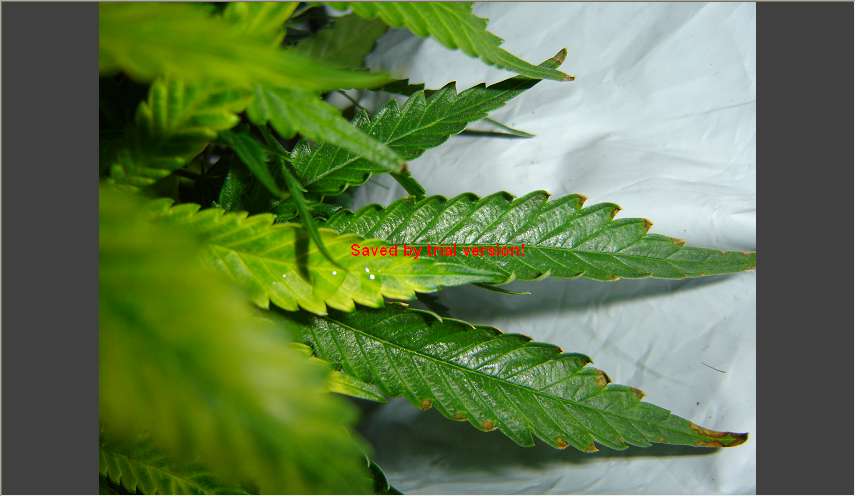 Leaves yellowing from inner out and curl 4