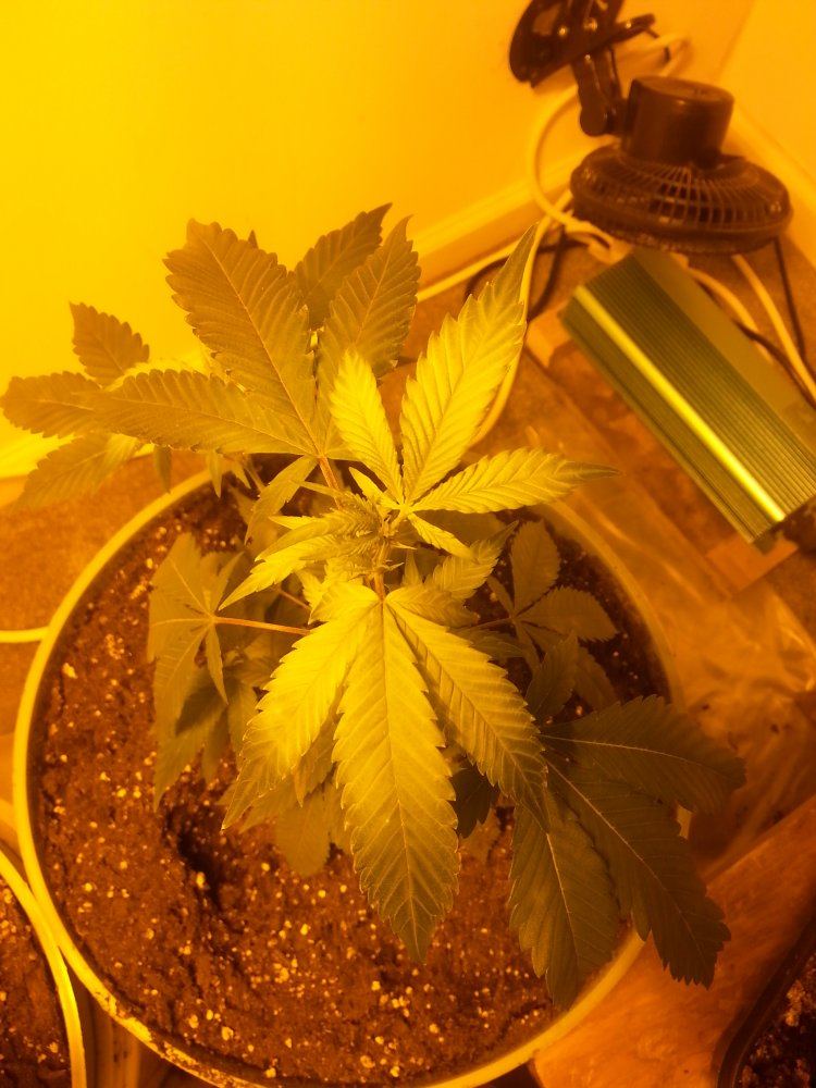 Leaves yellowing from stem out 2